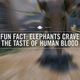 Illustration for article titled Watch emFar Cry 4s/em Elephants Run Amok